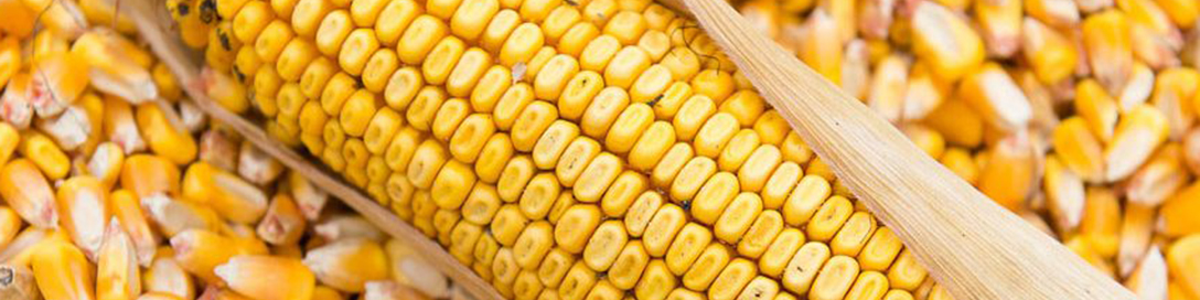 ماجرای ترخیص عجیب ۲۷ هزار تن ذرت‌ آلوده